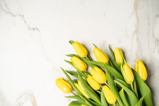 Spring-blooming tulips in yellow color laying on white marble with space for text.