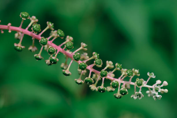 American Phytolacca