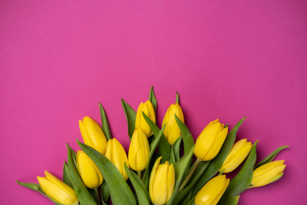 istock Yellow tulips on pink background. 1386949495