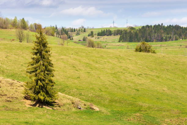 istock spruce trees on the grassy hills 1386949577