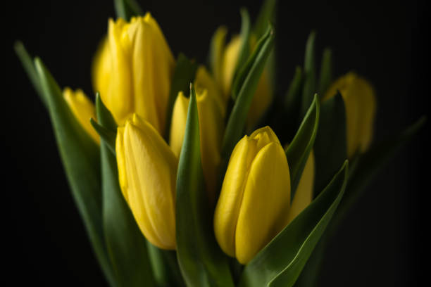 istock Yellow tulips on black background. 1386949755