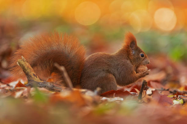 istock small animal Eurasian red squirrel (Sciurus vulgaris) in autumn leaves bites nuts 1386950817