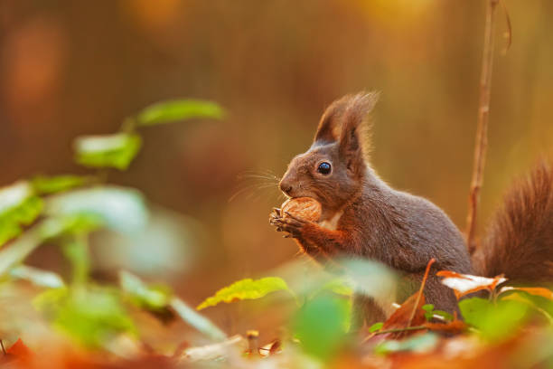 istock small animal Eurasian red squirrel (Sciurus vulgaris) eats walnut in the autumn forest 1386950849