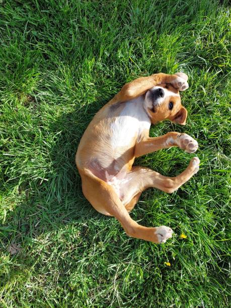 istock Cute puppy is playing 1386951706