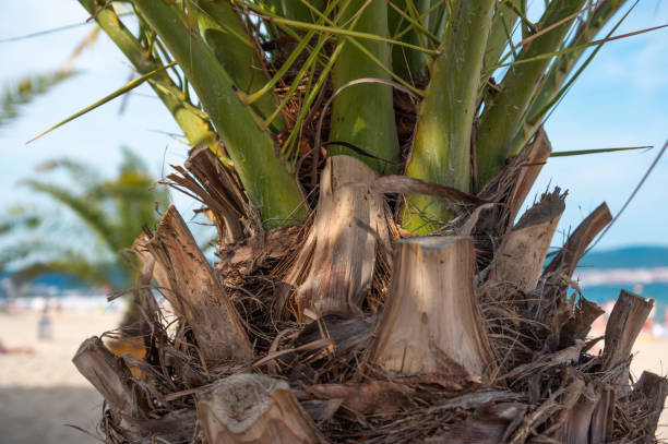 istock Palm branches close up on a sandy beach background 1386952093