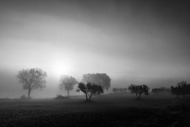 istock Sunrise through the mist with trees silhouttes 1386954811