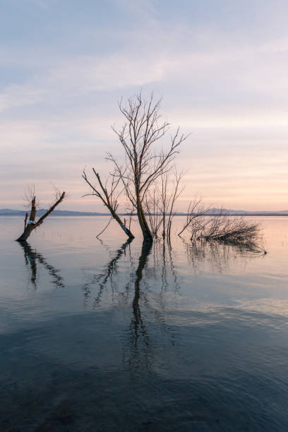 istock Symmetric skeletal trees reflections on a lake with perfectly still water 1386954818
