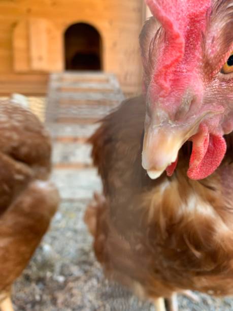 istock hens in a chicken coop 1386955751