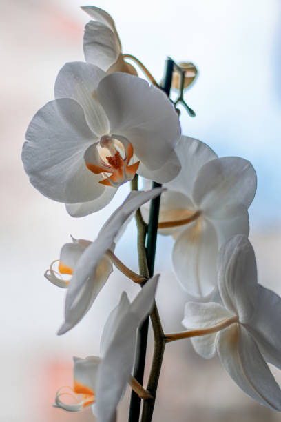istock Orchid Beauty Vertical 1386956181