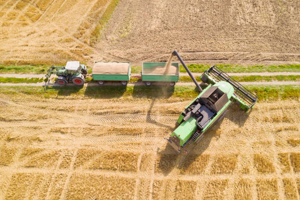 istock Combine Harvester Pouring Corn Grain Into Trailer, Food Crisis 1386957815