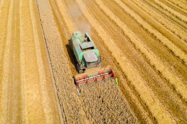 Combine Harvester Working in Field, Aerial View, Food Crisis stock photo