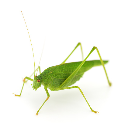 Green locust isolated on a white background.