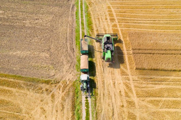 istock Combine Harvester Pouring Corn Grain Into Trailer, Food Crisis 1386958015
