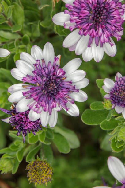 istock Flowers in my garden 1386959202