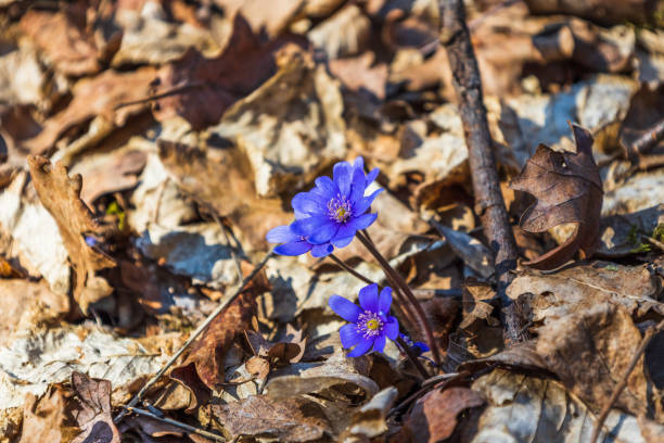 Violet flower or Hepatica Nobilis blooming in early springtime.