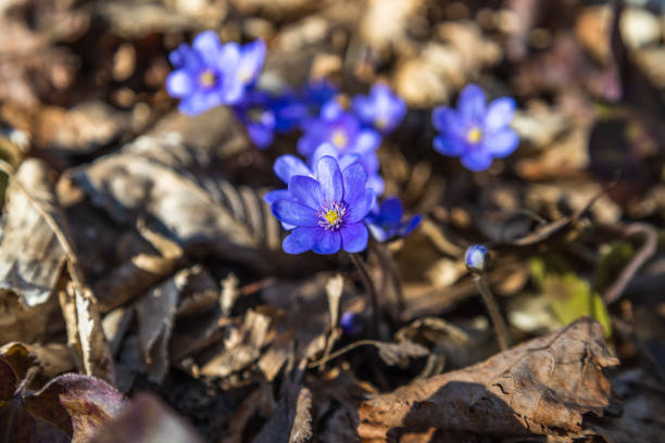 Violet flower or Hepatica Nobilis blooming in early springtime.