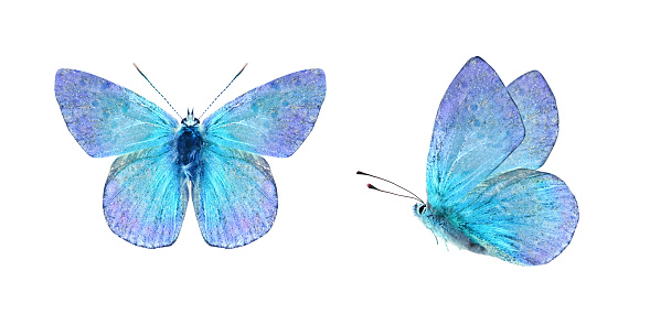 Set from two beautiful blue with purple butterflies isolated on white background. Butterfly with spread wings and in flight.