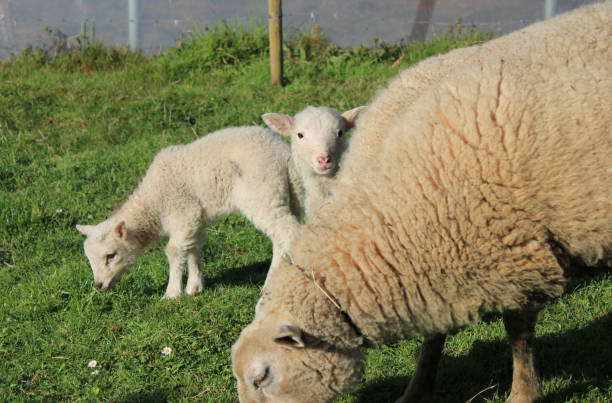 istock Lambs together in the field 1386961063