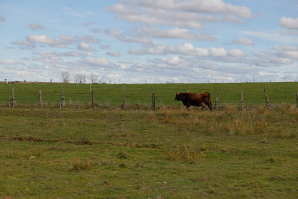 Adult cow grazing in a large fenced green pasture on a sunny day with clouds