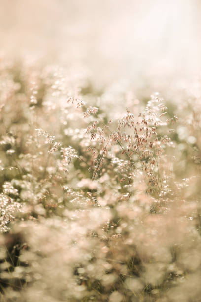 istock Blurry of Melinis repens / Natal Red-top flower. 1386962466
