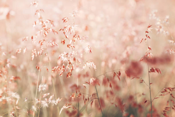 istock Blurry of Melinis repens / Natal Red-top flower. 1386962503