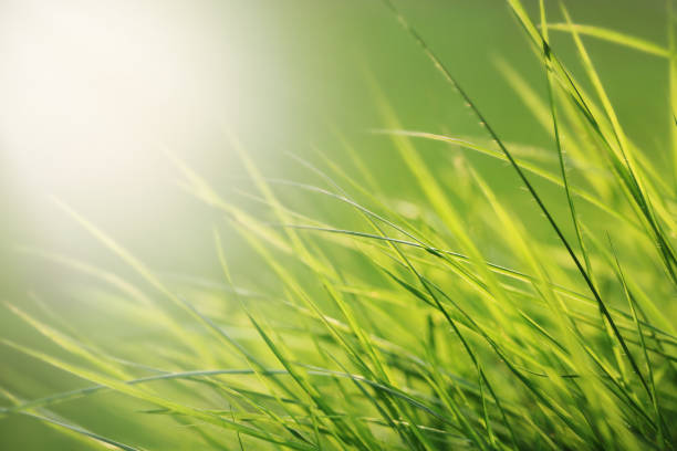 istock Fresh green spring grass in nature. 1386962512