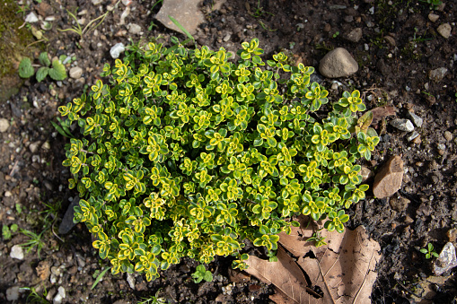 Thymus citriodorus plant top view. Lemon or citrus thyme decorative bush with variegated leaves.