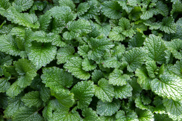 istock Common balm or melissa officinalis plants. 1386963450