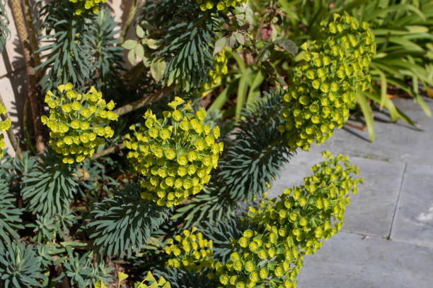 Euphorbia characias subsp. wulfenii or mediterranean spurge plant with flowers Euphorbia characias subsp. wulfenii or mediterranean spurge flowering plant covered with yellow flowers. euphorbia characias stock pictures, royalty-free photos & images