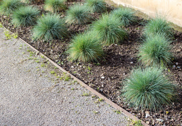 Festuca glauca or blue fescue plants on the flowerbed Festuca glauca ornamental grass in the garden. Blue fescue clump-forming plant. festuca glauca stock pictures, royalty-free photos & images