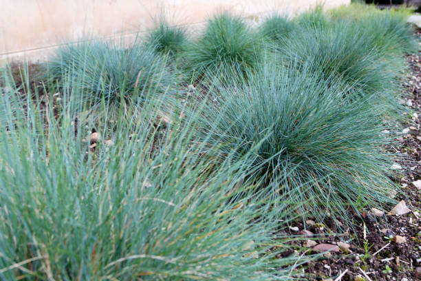 Blue fescue or festuca glauca groundcover plants Festuca glauca groundcover plants. Blue fescue ornamental grass in the garden. festuca glauca stock pictures, royalty-free photos & images