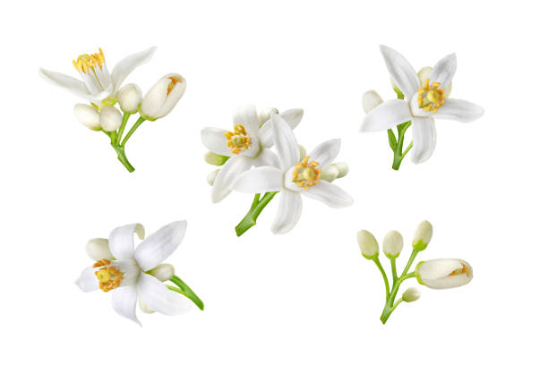istock Neroli white flowers and buds set isolated on white 1386963539