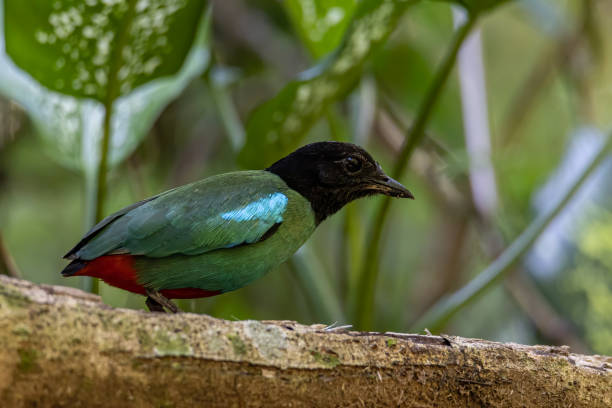 natura immagine della fauna selvatica di pitta incappucciata del borneo (pitta sordida mulleri) nella giungla della foresta pluviale - hooded pitta foto e immagini stock