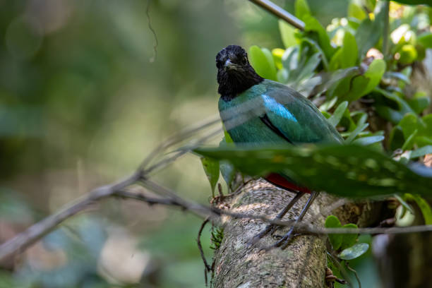 natura immagine della fauna selvatica di pitta incappucciata del borneo (pitta sordida mulleri) nella giungla della foresta pluviale - hooded pitta foto e immagini stock