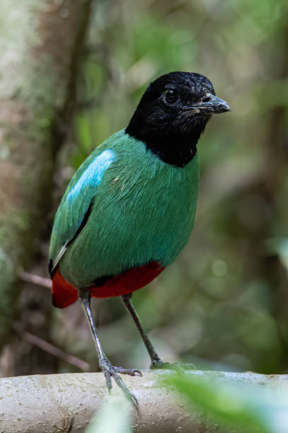 natura immagine della fauna selvatica del borneo pitta incappucciata (pitta sordida mulleri) sulla giungla della foresta pluviale - hooded pitta foto e immagini stock