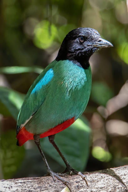 natura immagine della fauna selvatica di pitta incappucciata del borneo (pitta sordida mulleri) nella giungla della foresta pluviale - hooded pitta foto e immagini stock