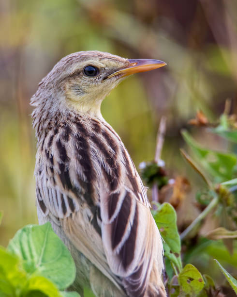 istock Close-up image of beautiful Striated Grass bird with nature background 1386965186