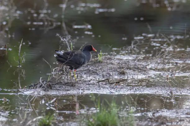 Photo of Bird Common Moorhen on paddy field