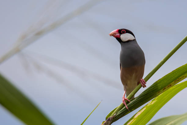 istock Nature Wildlife image of beautiful bird Java sparrow (Lonchura oryzivora) 1386965245