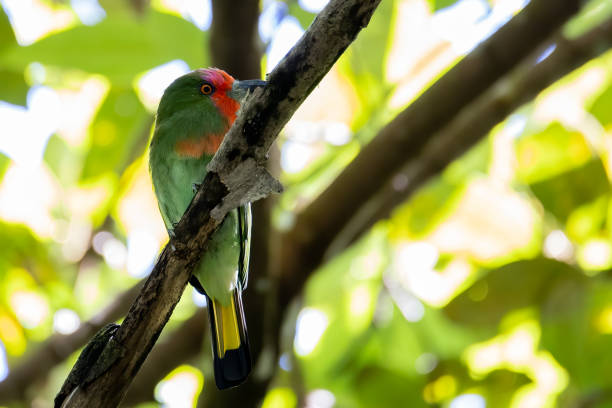 istock Red-bearded Bee-eater bird on branch in nature in 4k Resolution 1386965255