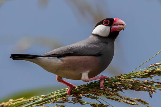 istock Nature Wildlife image of beautiful bird Java sparrow (Lonchura oryzivora) 1386965261