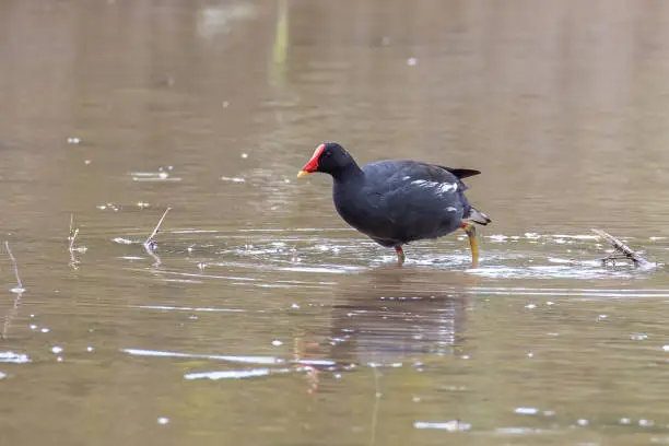 Photo of Bird Common Moorhen on paddy field