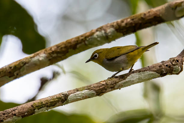 istock Nature wildlife image of Hume's White-eye bird standing on tree branches 1386965385