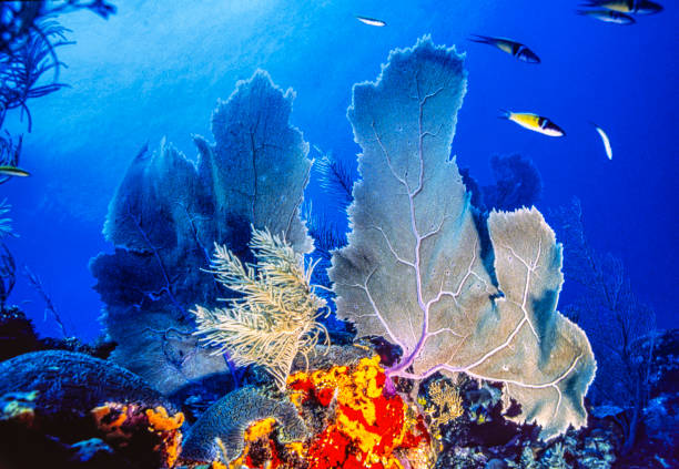 istock Caribbean coral garden 1386966329