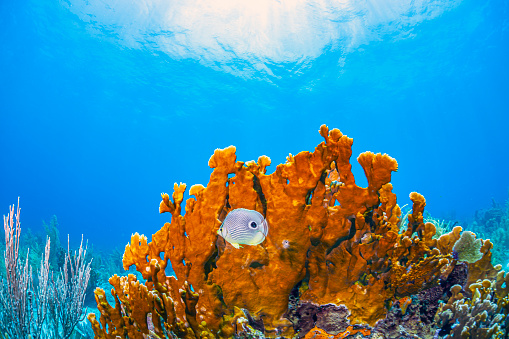 Underwater environment beneath the ocean surface with seaweed and kelp beds.