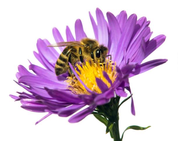 istock bee or honeybee on flower isolated on white 1386966435