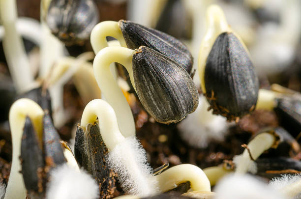 Common sunflowers, sprouting from seed, in bright sunlight. Helianthus annuus, cotyledons with fragile tiny root hairs, germinating from seed pods. Edible seedlings, shoots and young plants. Photo.