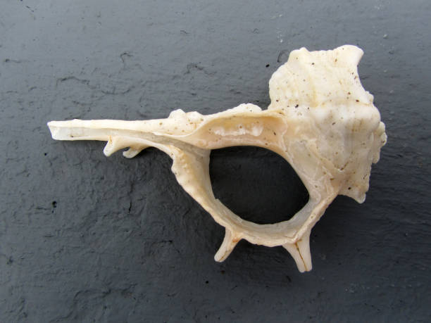 istock Remains of a broken sea shell 1386967852