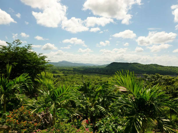 istock Rainforest bushes with mountains in the background 1386968009