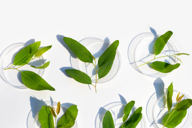 istock Fresh green eucalyptus leaves in petri dishes on white background. 1386968093